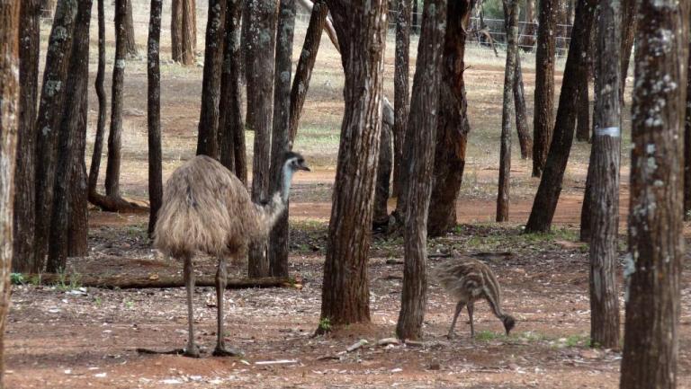Emus in Wilpena
